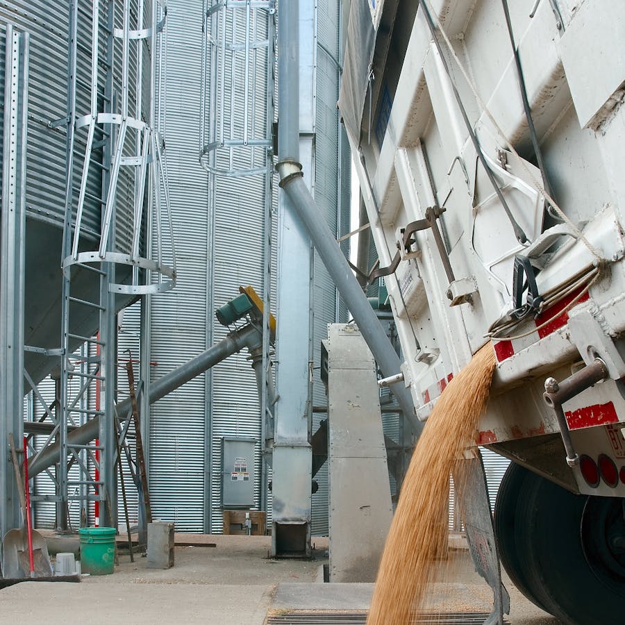 Caminh&atilde;o descarregando gr&atilde;os em silo